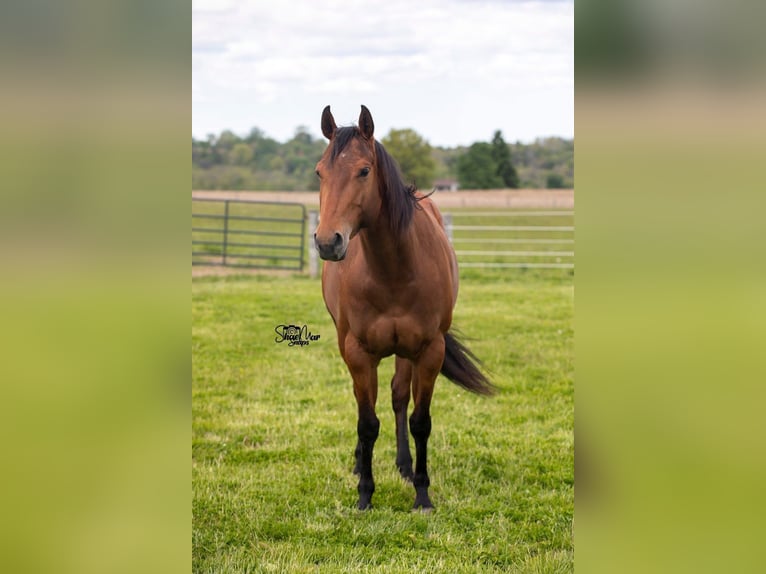 Quarter horse américain Jument 6 Ans Bai cerise in North Lawrence