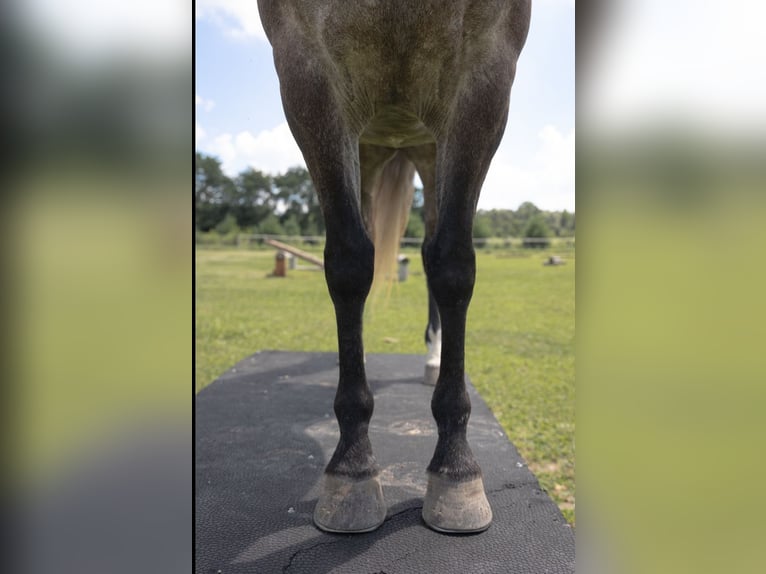 Quarter horse américain Jument 6 Ans Gris pommelé in Brooklyn, WI