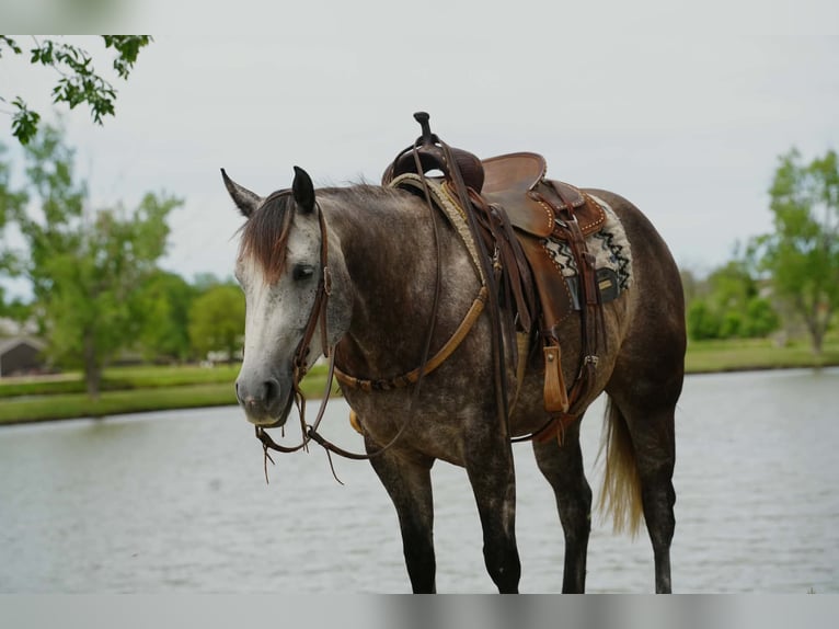 Quarter horse américain Jument 6 Ans Gris in Brandon