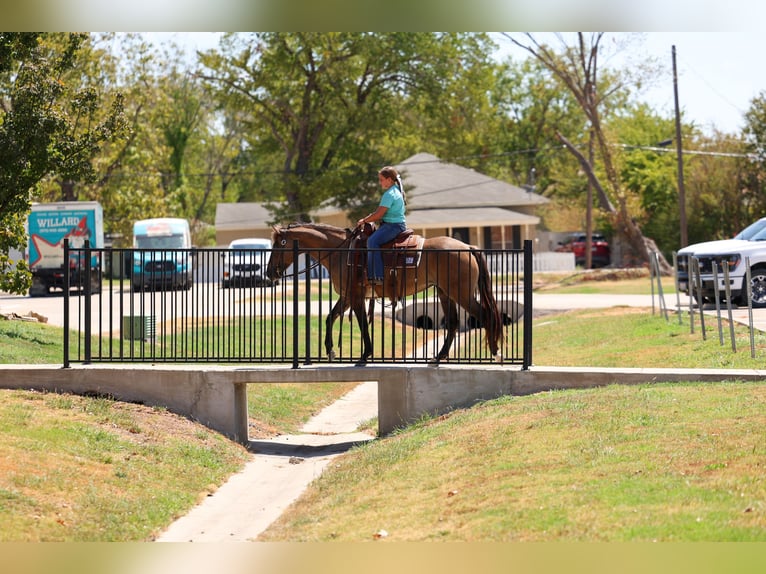 Quarter horse américain Jument 6 Ans Grullo in Terrell