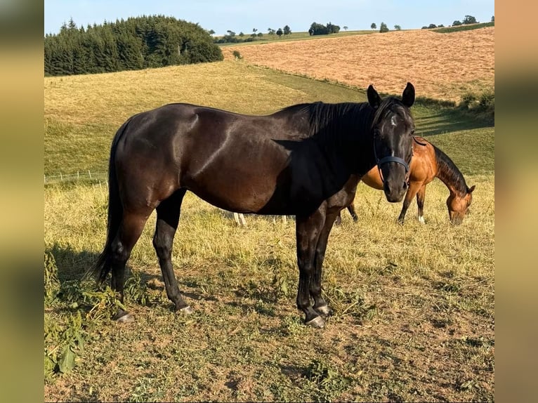 Quarter horse américain Jument 6 Ans Noir in Daleiden