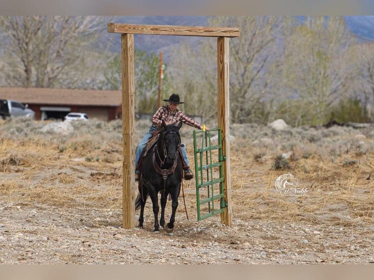 Quarter horse américain Jument 6 Ans Noir in Cody