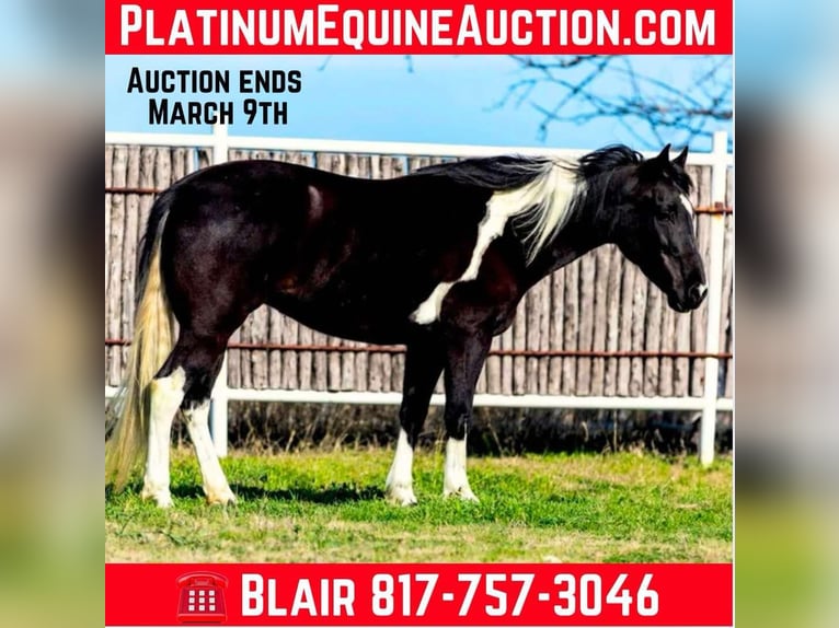 Quarter horse américain Jument 6 Ans Noir in weatherford VA