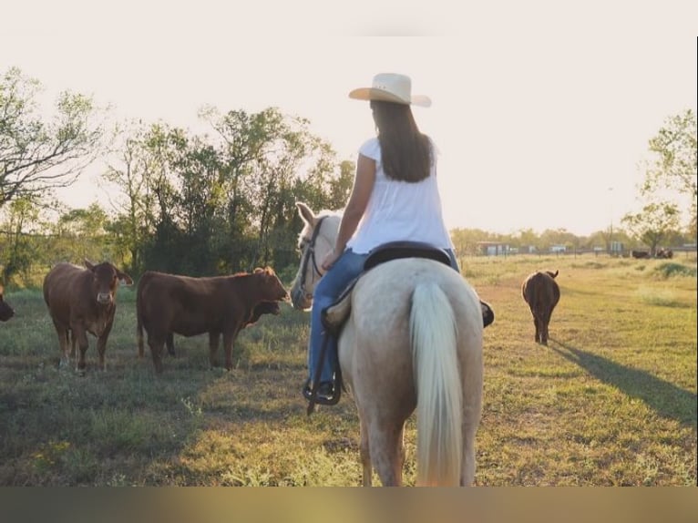 Quarter horse américain Croisé Jument 6 Ans Palomino in Friendswood