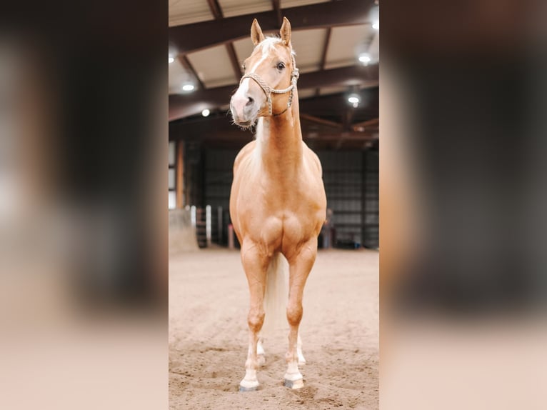 Quarter horse américain Jument 6 Ans Palomino in Knox IN