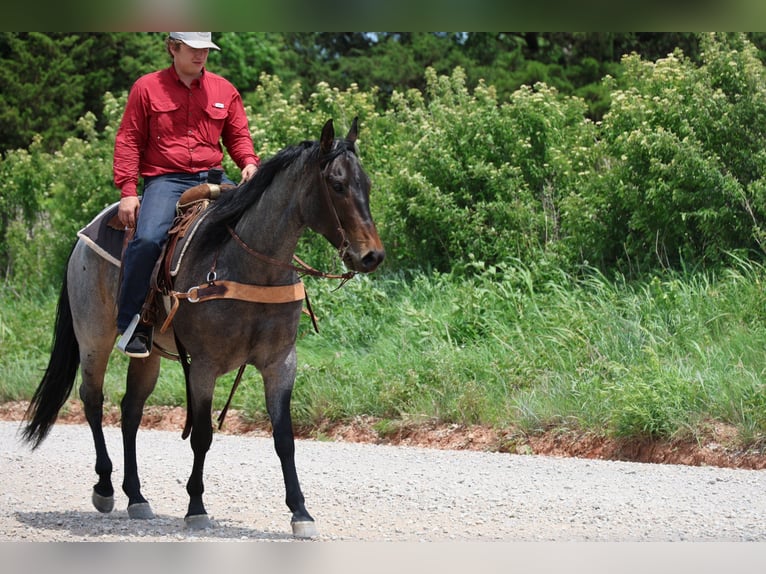 Quarter horse américain Jument 6 Ans Roan-Bay in Ripley