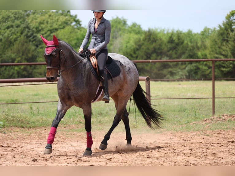 Quarter horse américain Jument 6 Ans Roan-Bay in Ripley