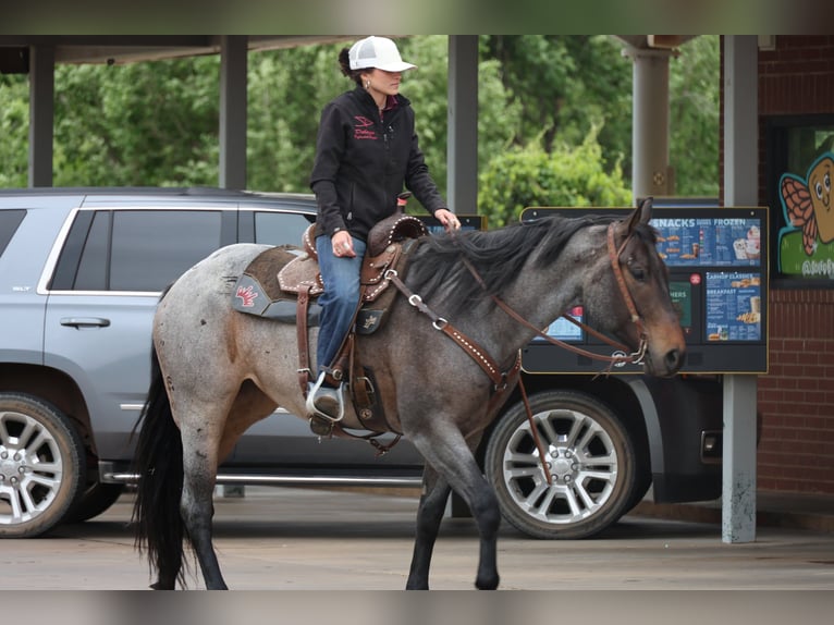 Quarter horse américain Jument 6 Ans Roan-Bay in Ripley