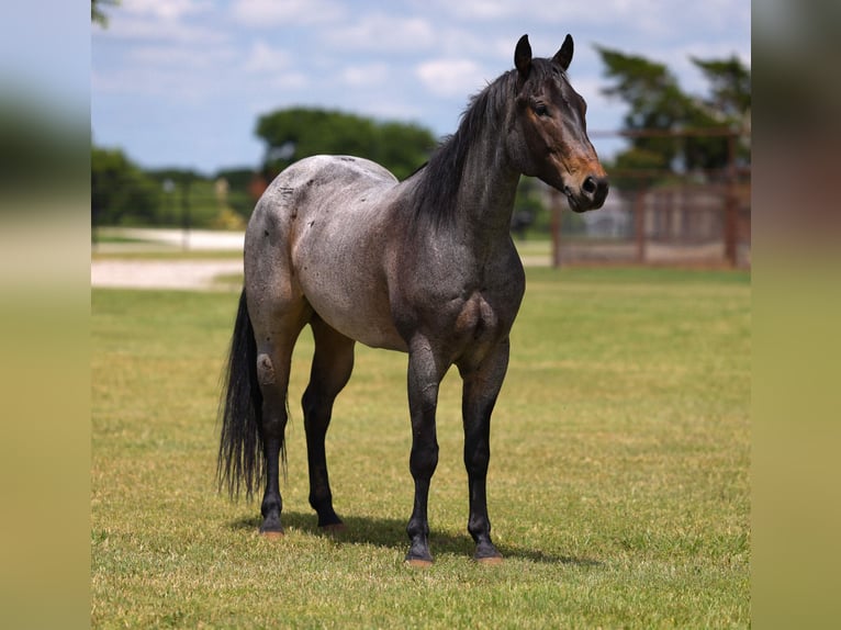 Quarter horse américain Jument 6 Ans Roan-Bay in Ripley