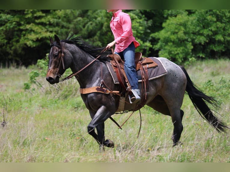 Quarter horse américain Jument 6 Ans Roan-Bay in Ripley