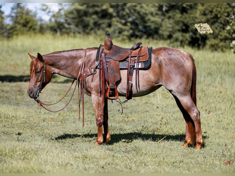 Quarter horse américain Jument 6 Ans Rouan Rouge in Santa Fe
