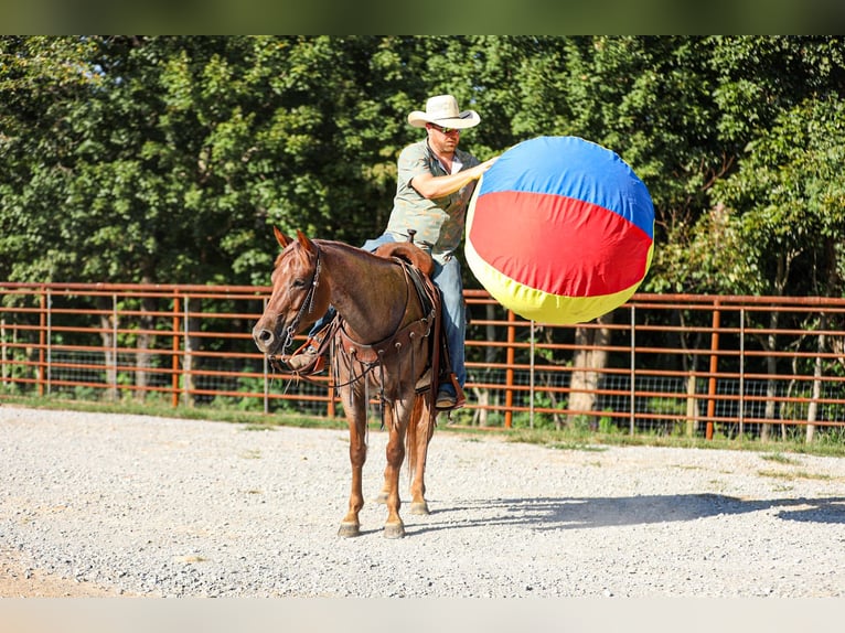 Quarter horse américain Jument 6 Ans Rouan Rouge in Santa Fe