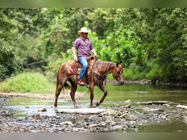 Quarter horse américain Jument 6 Ans Rouan Rouge in Santa Fe