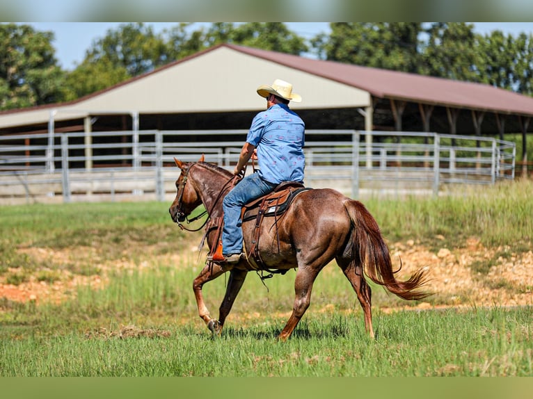 Quarter horse américain Jument 6 Ans Rouan Rouge in Santa Fe