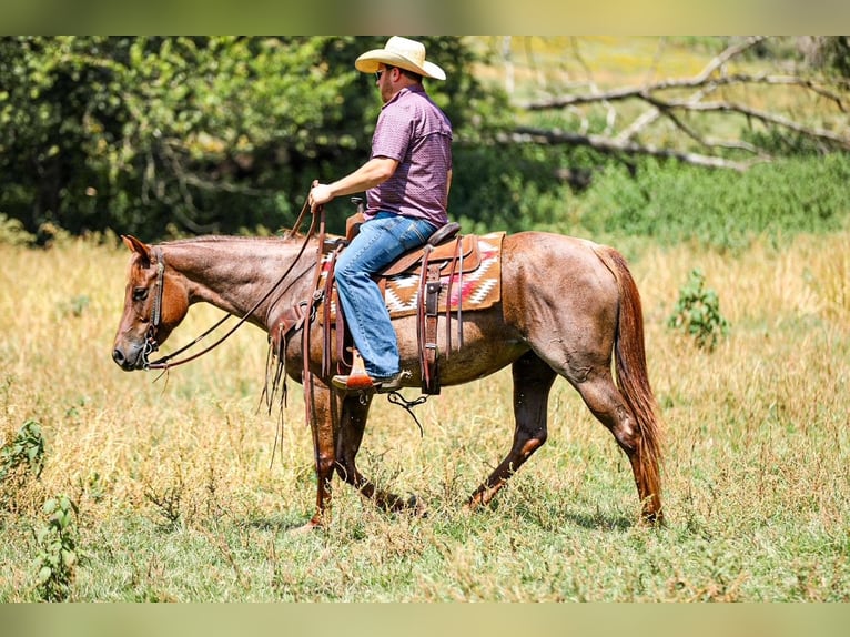 Quarter horse américain Jument 6 Ans Rouan Rouge in Santa Fe