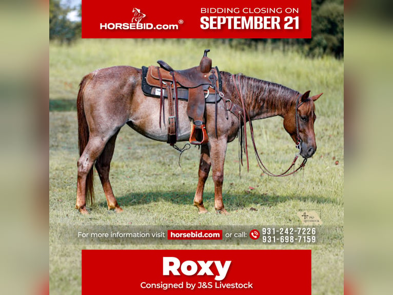 Quarter horse américain Jument 6 Ans Rouan Rouge in Santa Fe