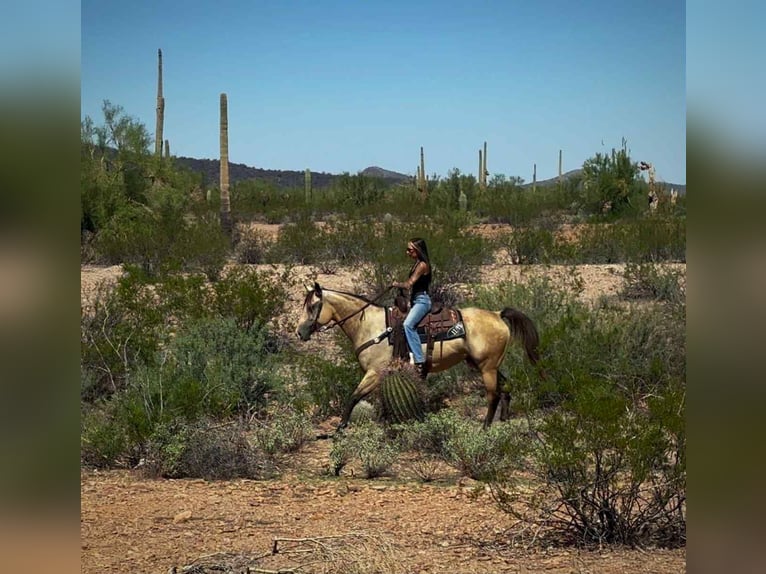 Quarter horse américain Jument 6 Ans in Marana AZ