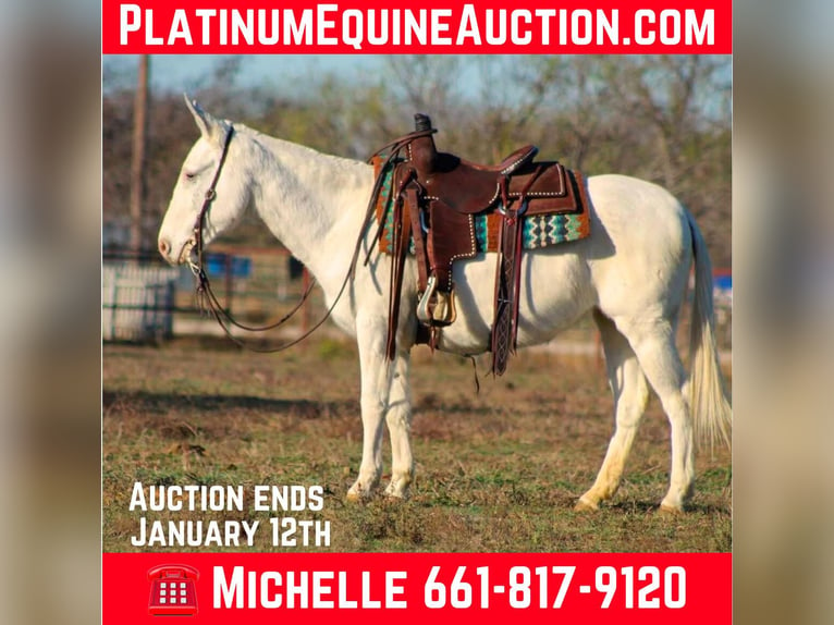 Quarter horse américain Jument 7 Ans 140 cm Blanc in Stephenville TX