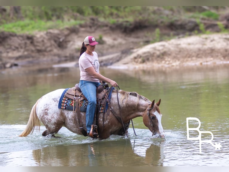 Quarter horse américain Jument 7 Ans 142 cm Alezan brûlé in Mountain Grove MO