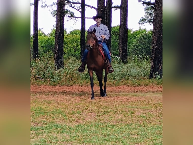 Quarter horse américain Jument 7 Ans 142 cm Bai cerise in Stillwater