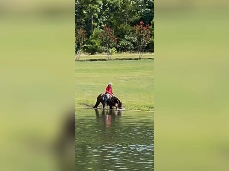 Quarter horse américain Jument 7 Ans 142 cm Bai cerise in Quitman
