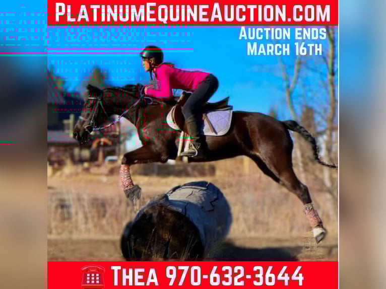 Quarter horse américain Jument 7 Ans 142 cm Noir in Fort Collins CO
