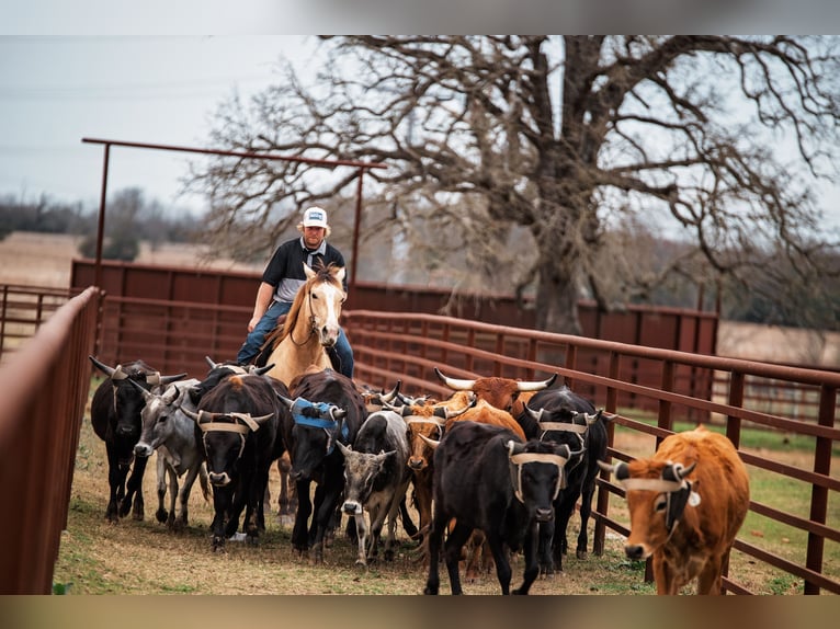 Quarter horse américain Jument 7 Ans 145 cm Buckskin in Normangee