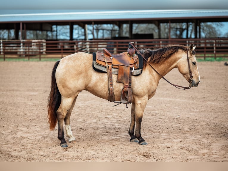 Quarter horse américain Jument 7 Ans 145 cm Buckskin in Normangee