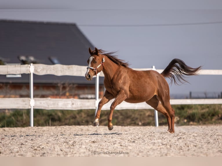 Quarter horse américain Jument 7 Ans 146 cm Alezan brûlé in Świerklaniec