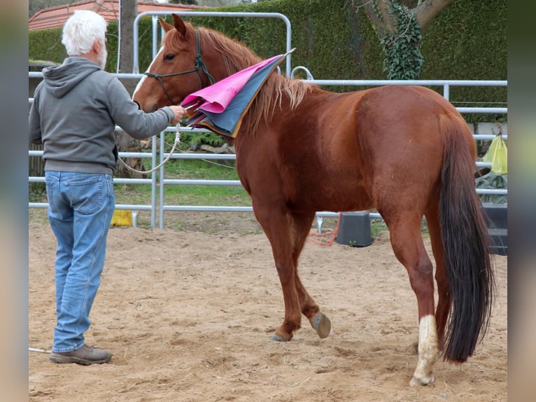 Quarter horse américain Jument 7 Ans 146 cm Alezan in Müglitztal