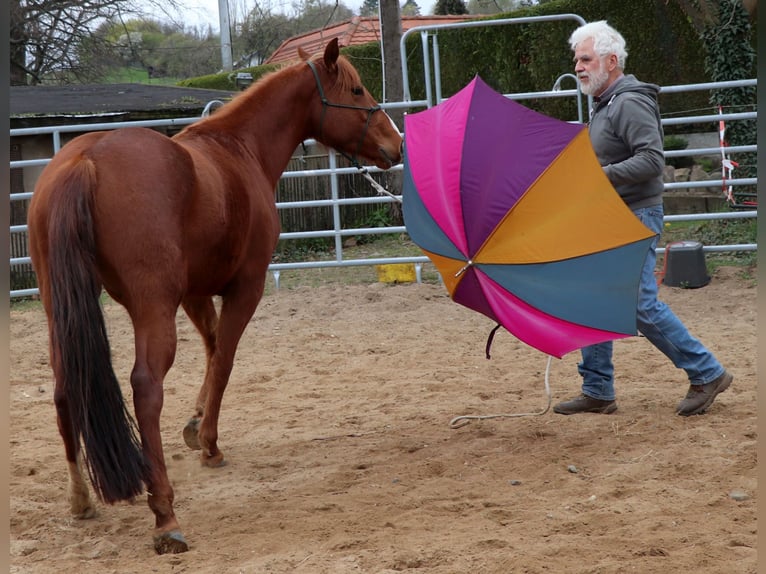 Quarter horse américain Jument 7 Ans 146 cm Alezan in Müglitztal