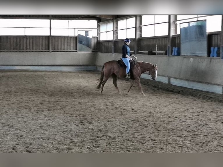 Quarter horse américain Jument 7 Ans 146 cm Alezan in Schwaikheim