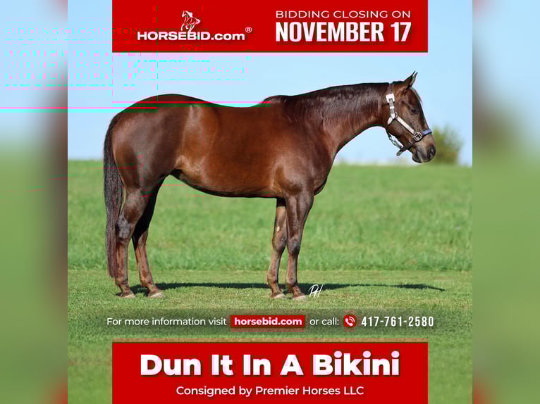 Quarter horse américain Jument 7 Ans 147 cm Alezan brûlé in Buffalo