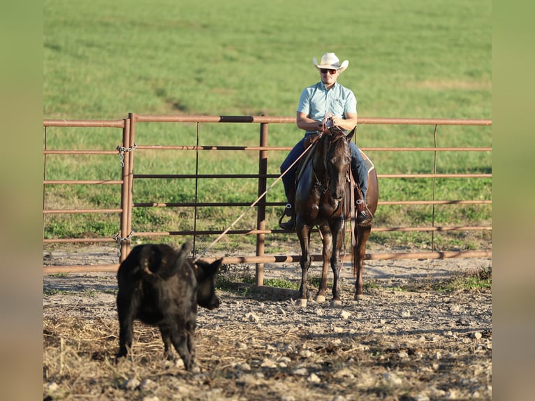 Quarter horse américain Jument 7 Ans 147 cm Alezan brûlé in Buffalo