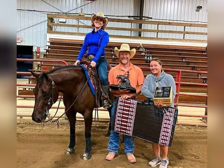 Quarter horse américain Jument 7 Ans 147 cm Alezan brûlé in Buffalo