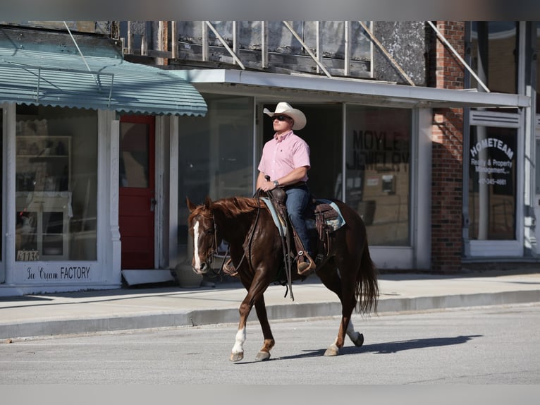 Quarter horse américain Jument 7 Ans 147 cm Alezan cuivré in Buffalo