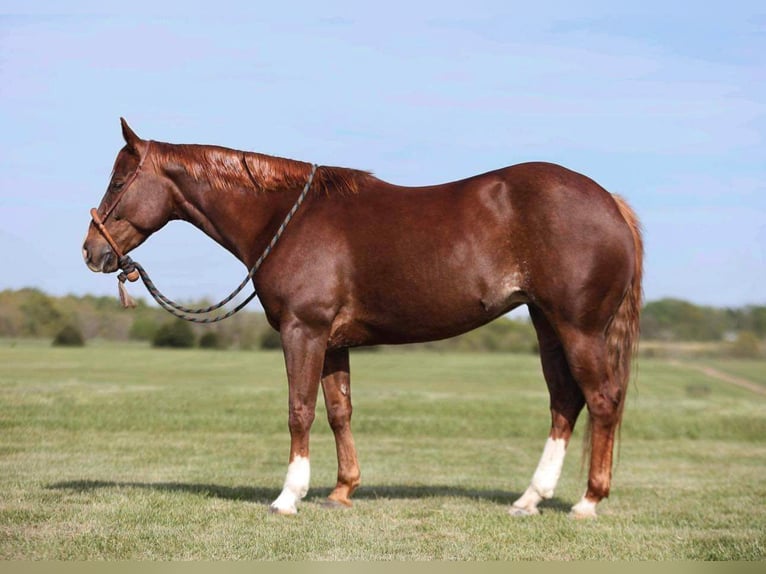 Quarter horse américain Jument 7 Ans 147 cm Alezan cuivré in Buffalo