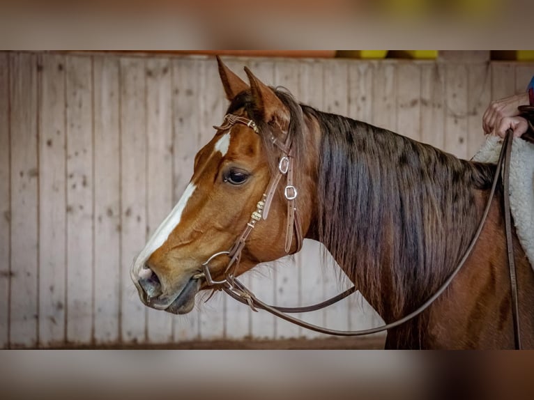 Quarter horse américain Jument 7 Ans 147 cm Alezan in Weilheim