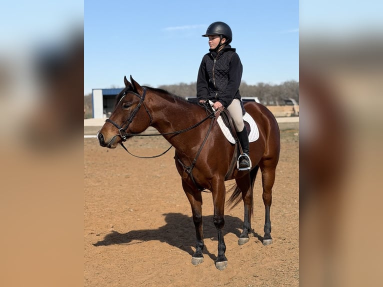 Quarter horse américain Jument 7 Ans 147 cm Bai cerise in Cleburne