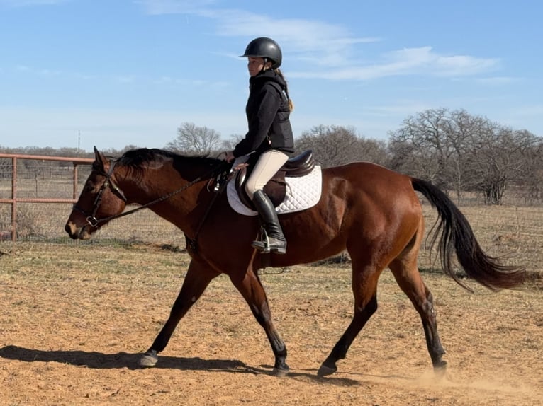 Quarter horse américain Jument 7 Ans 147 cm Bai cerise in Cleburne