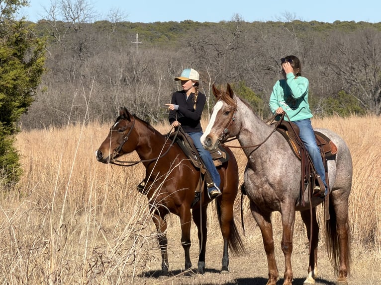 Quarter horse américain Jument 7 Ans 147 cm Bai cerise in Cleburne