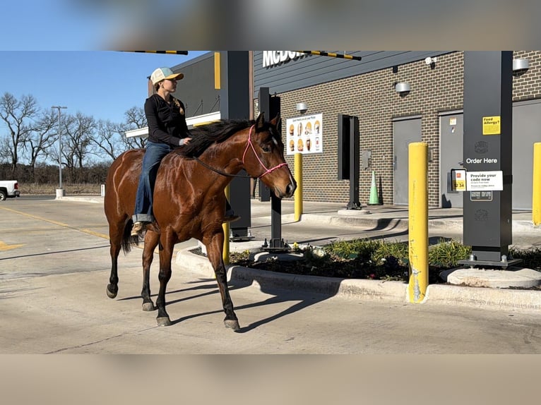 Quarter horse américain Jument 7 Ans 147 cm Bai cerise in Cleburne