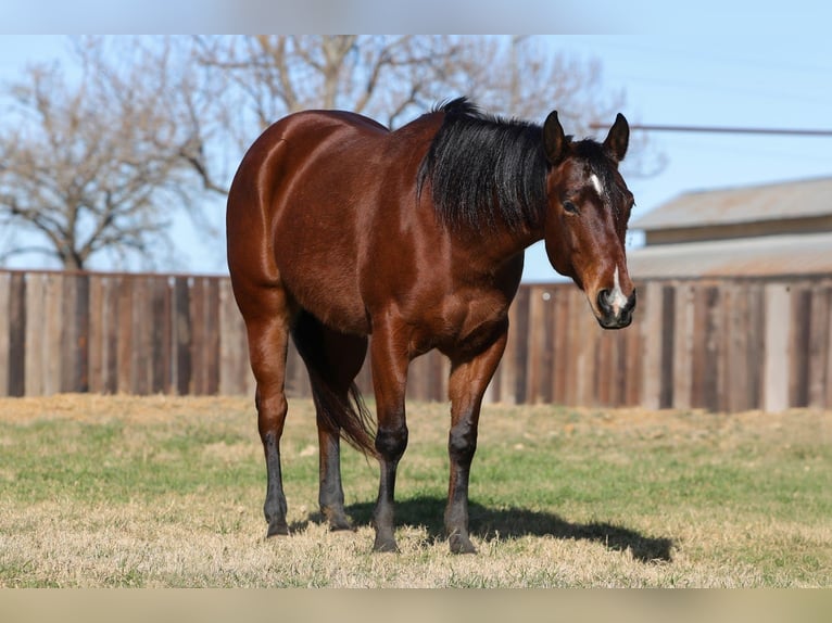 Quarter horse américain Jument 7 Ans 147 cm Bai cerise in Cleburne