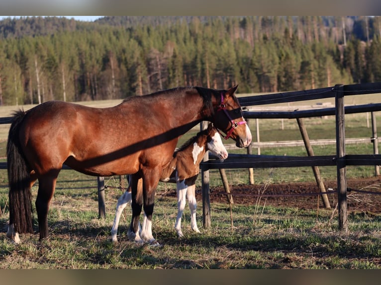 Quarter horse américain Jument 7 Ans 147 cm Bai in Travelsjö