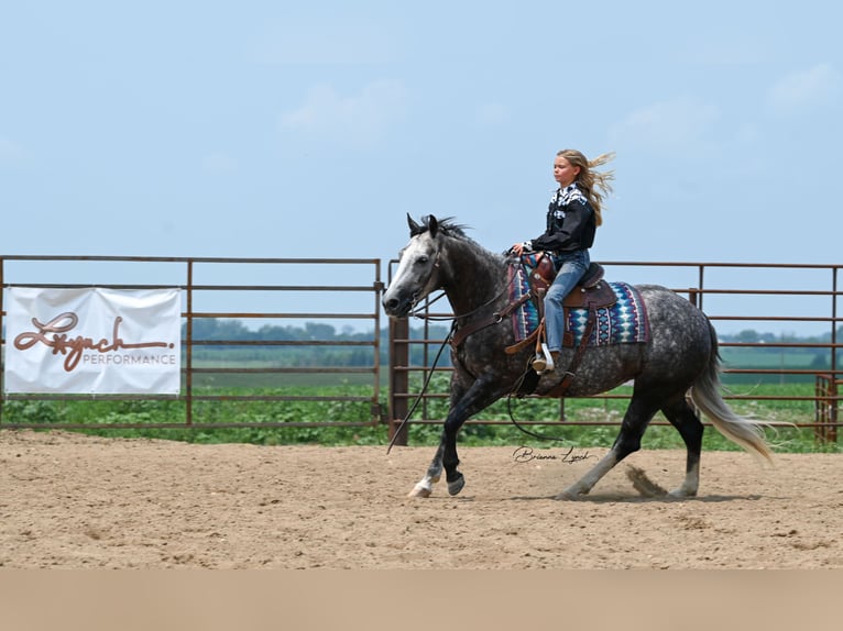 Quarter horse américain Jument 7 Ans 147 cm Gris in Canistota, SD