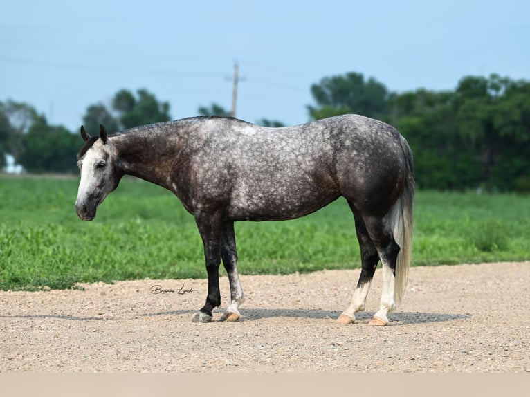 Quarter horse américain Jument 7 Ans 147 cm Gris in Canistota, SD