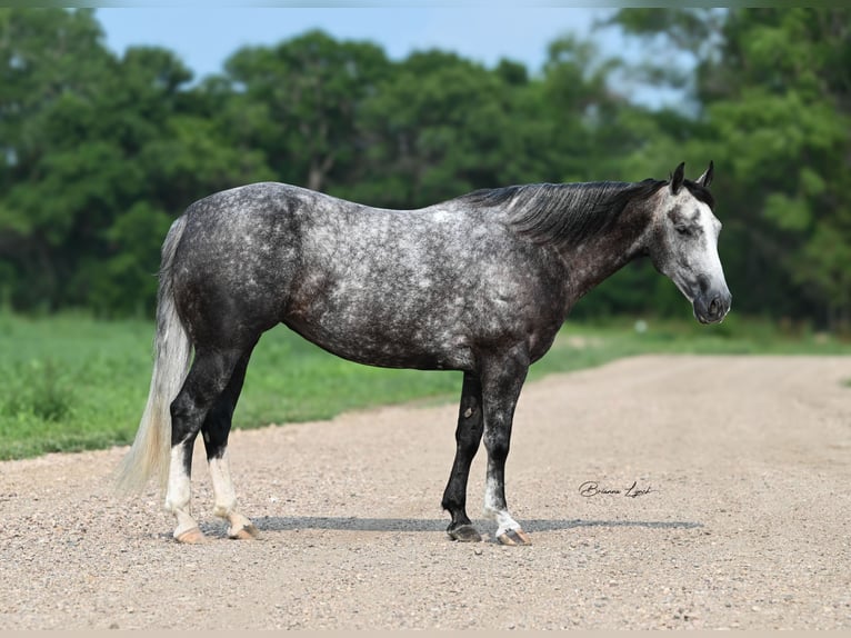 Quarter horse américain Jument 7 Ans 147 cm Gris in Canistota, SD