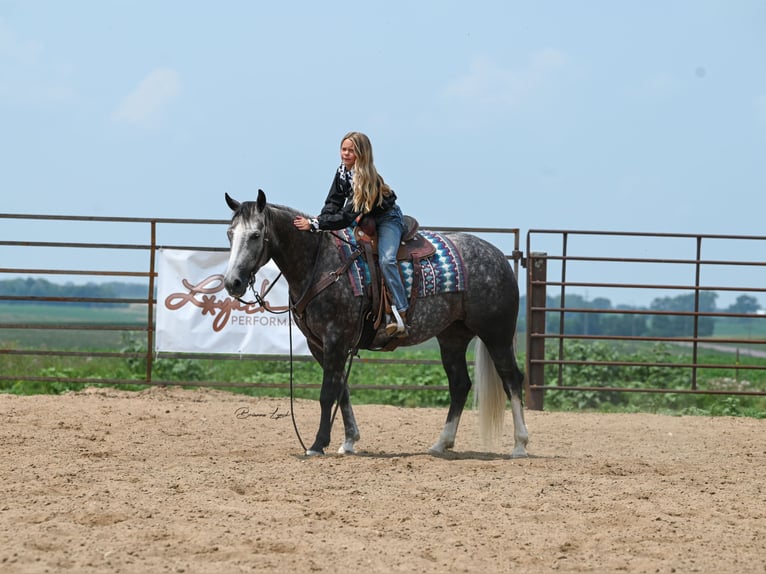 Quarter horse américain Jument 7 Ans 147 cm Gris in Canistota, SD