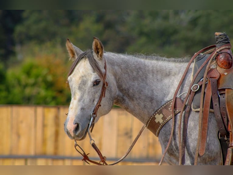 Quarter horse américain Jument 7 Ans 147 cm Gris in Summersville