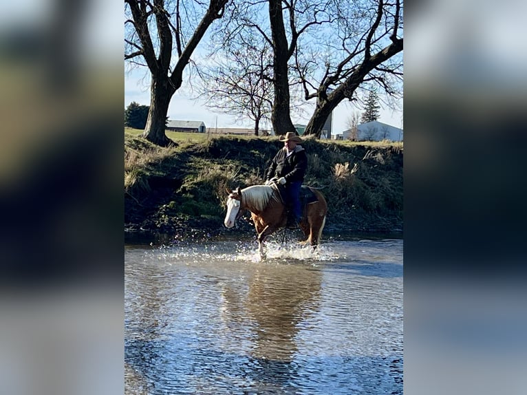 Quarter horse américain Jument 7 Ans 147 cm Palomino in Sheffield